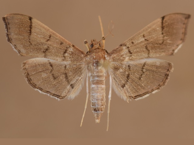 Lamprosema niphealis